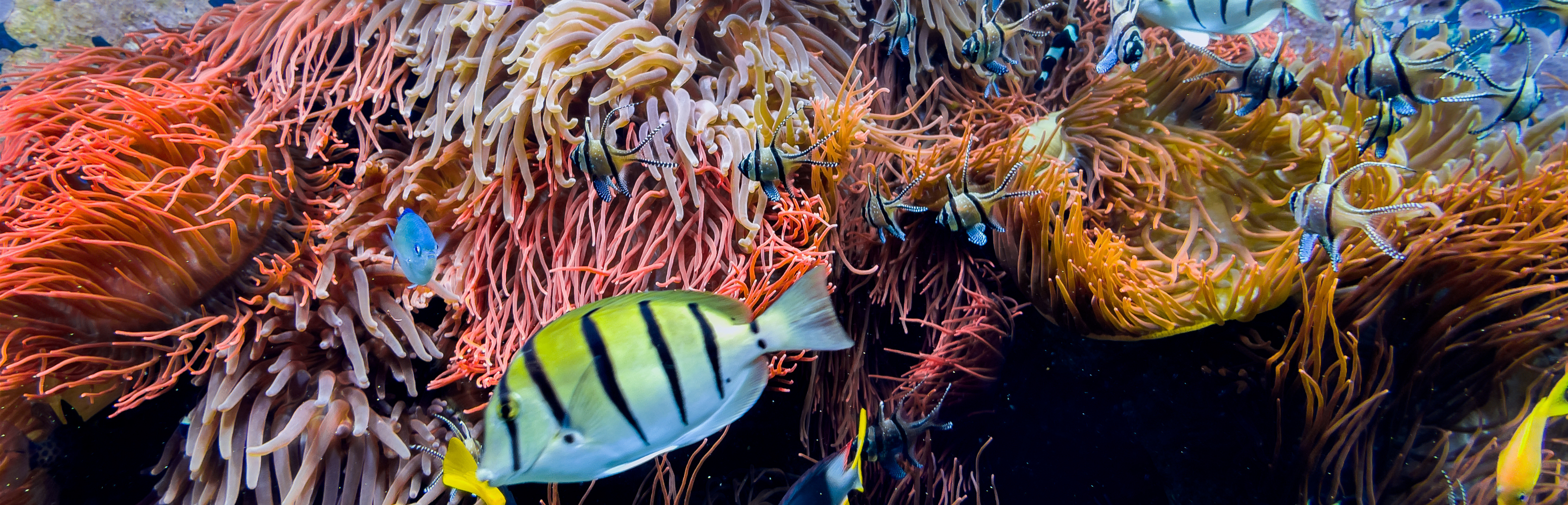 Pantone Cloud Dancer & Seamona's White Collection