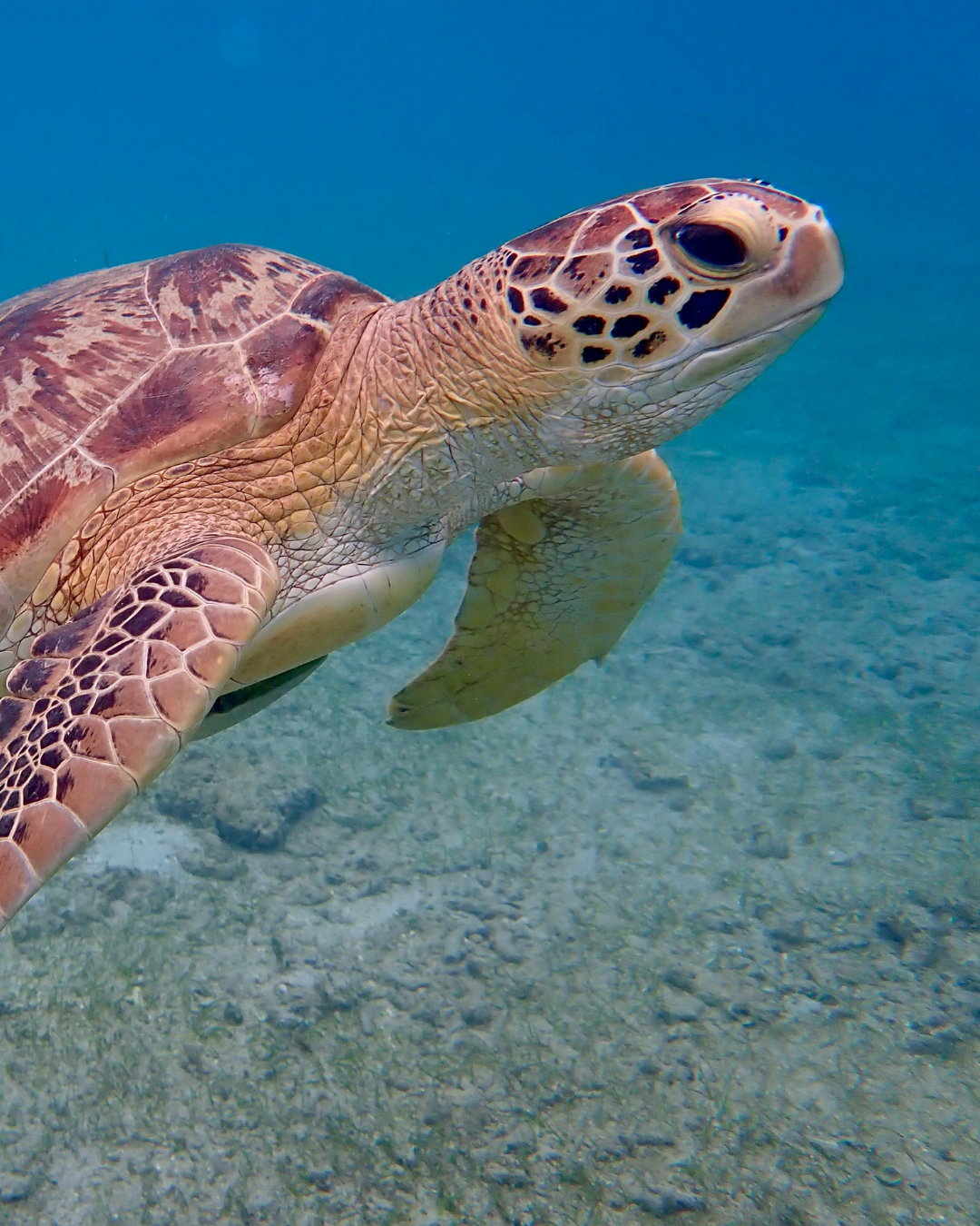 What Sea Creatures Can Teach Us About Living in the Moment