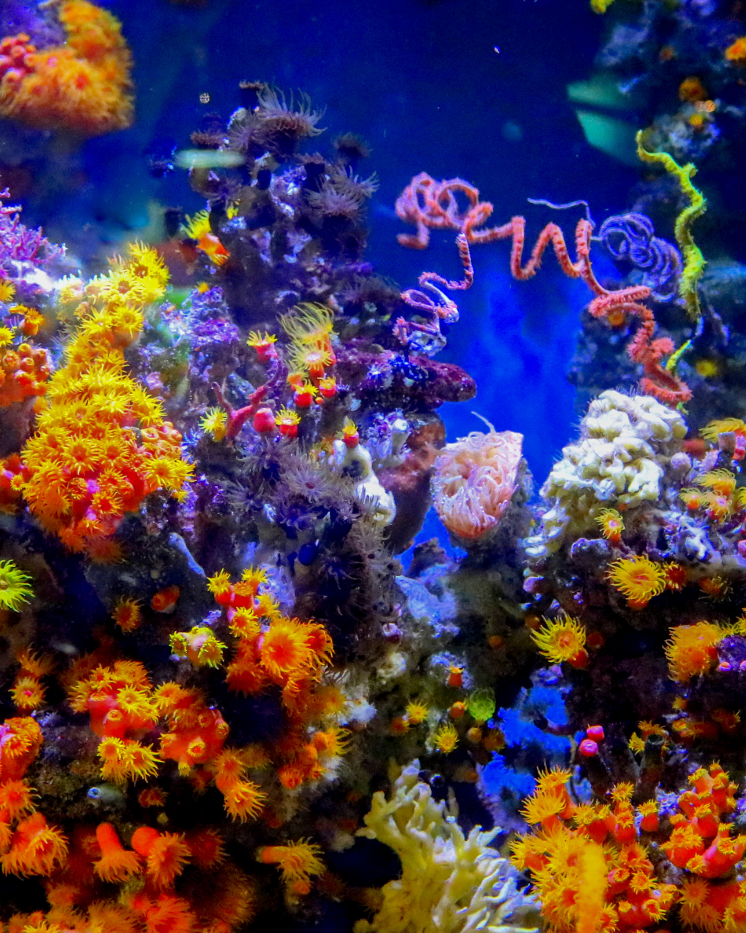 The Soul of Sophisticated Simplicity