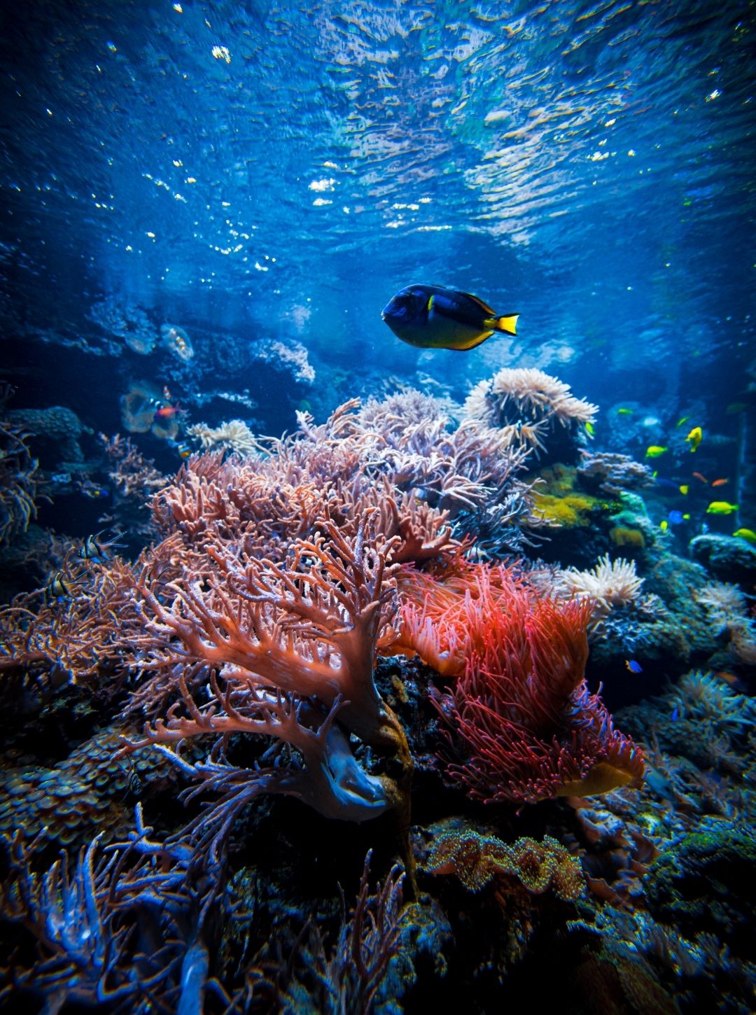 Conscious Living, Inspired by the Ocean