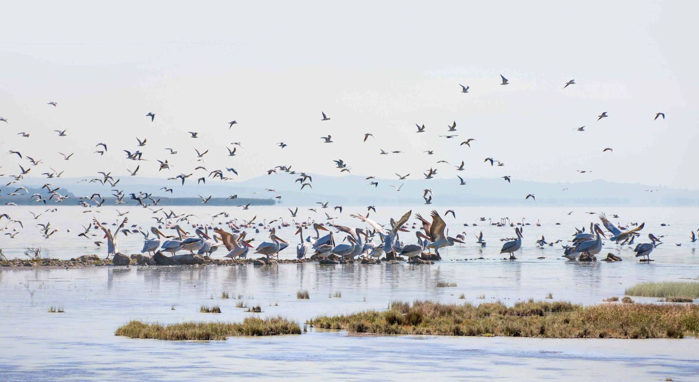 Manyas Kuş Cenneti Milli Parkı