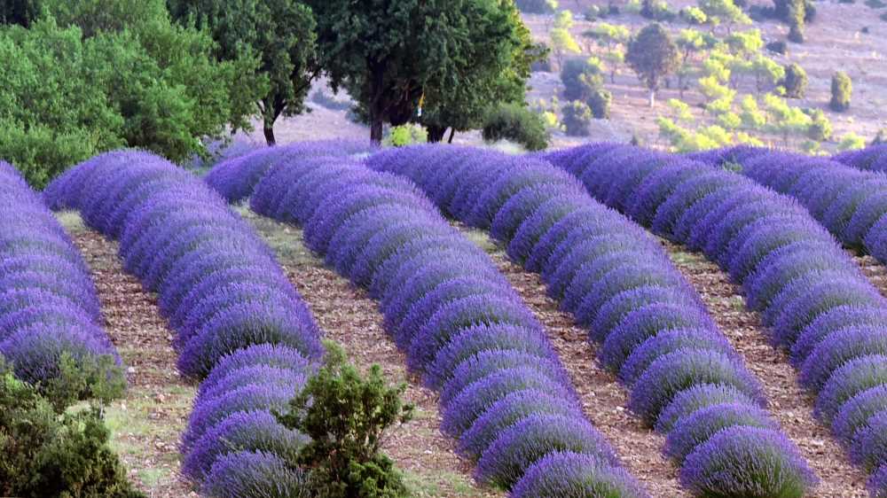 Kuyucak Köyü Lavanta Tarlaları