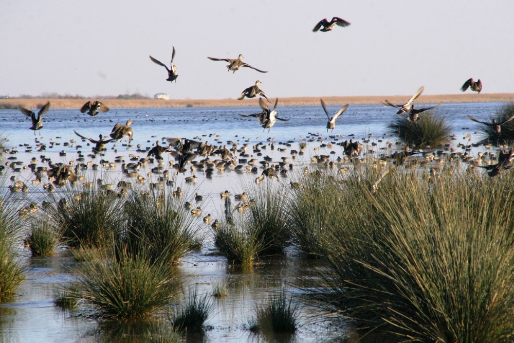 Kızılırmak Deltası Kuş Cenneti