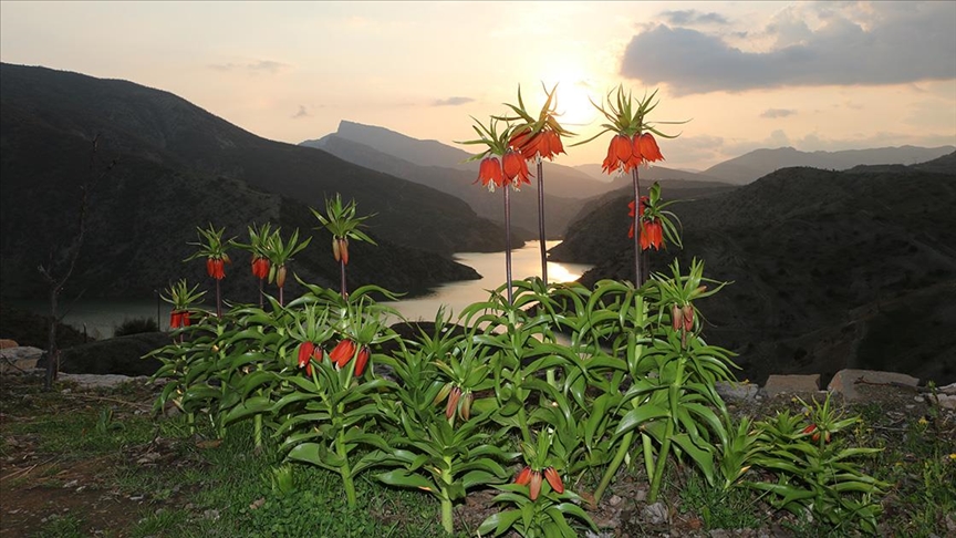 Şırnak’ın Ters Laleleri
