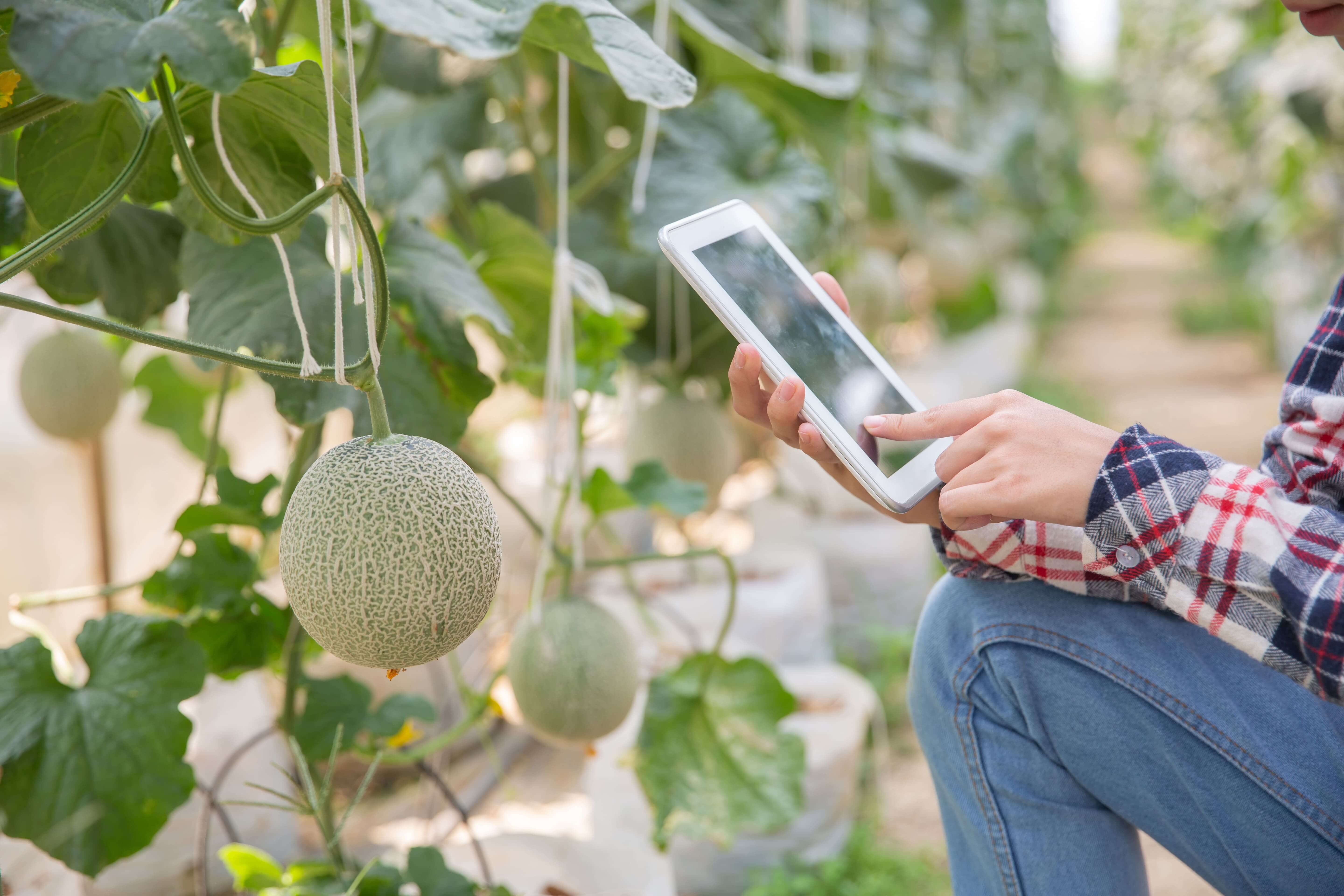IoT ile Akıllı Tarım: Çiftçilere Yeni Bir Dönem Başlatmak