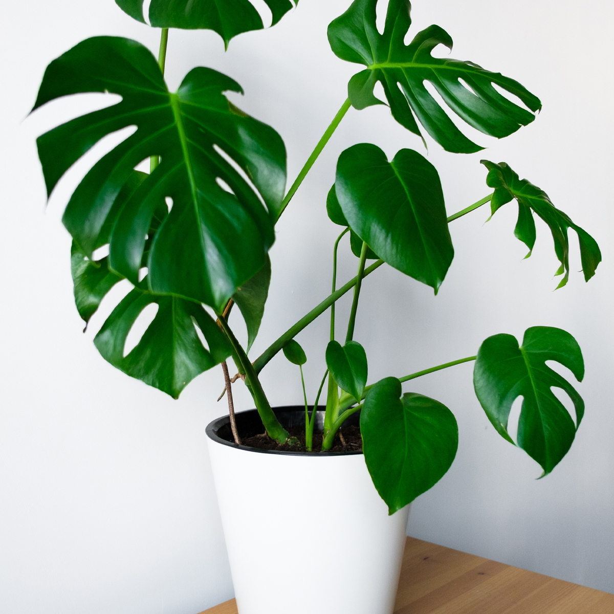 Deve Tabanı (Monstera Deliciosa) Evde Bakımı