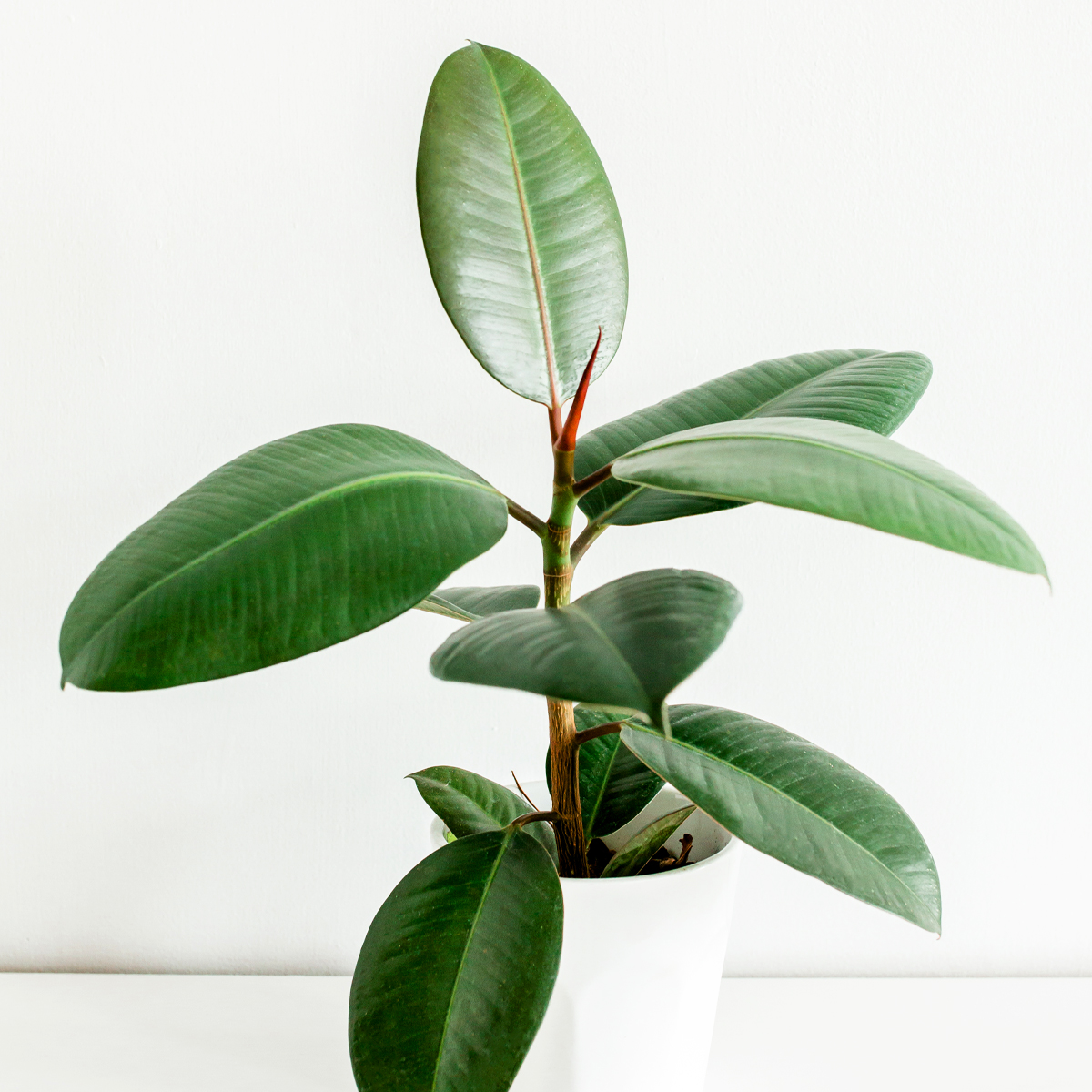 Kauçuk Bitkisi (Ficus elastica) Bakımı