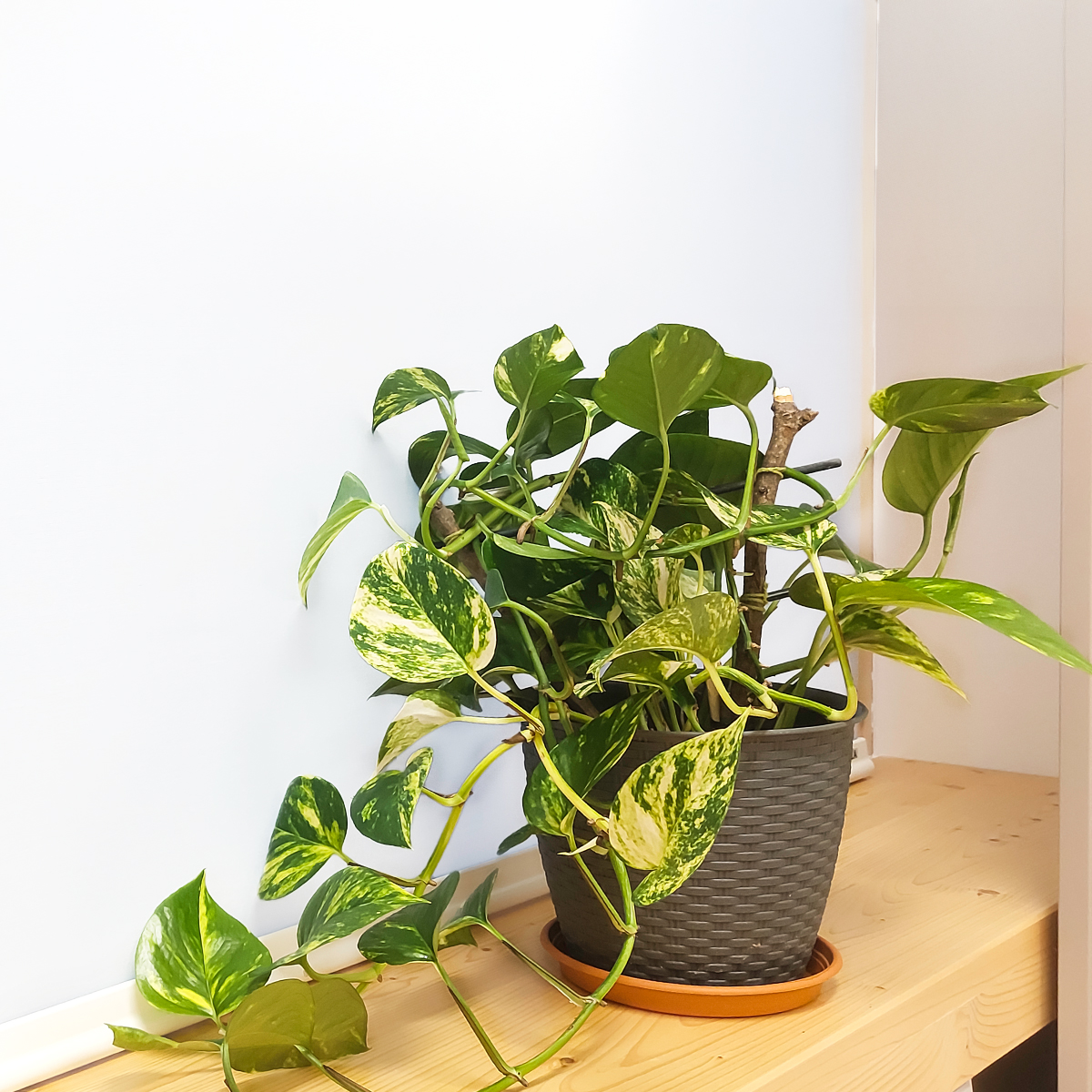 Salon Sarmaşığı (Pothos) Bakımı