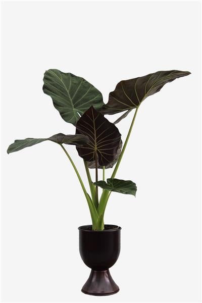 Alocasia wentii-Fil Kulağı 40-60cm