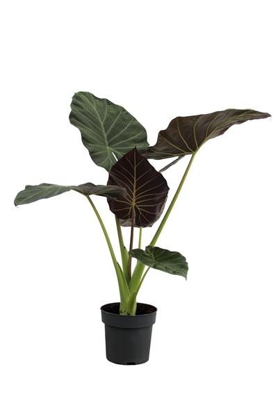 Alocasia wentii-Fil Kulağı 40-60cm
