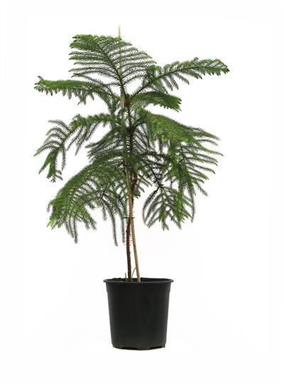 Araucaria heterophylla-Salon Çamı 80-100 cm