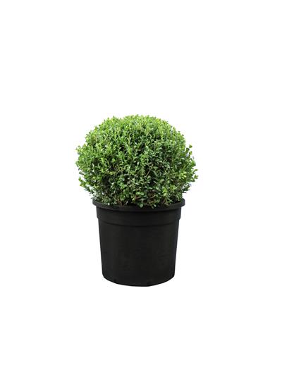 Buxus palla/Top Şimşir 40 cm