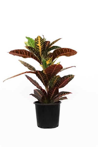 Croton Petra-Kraton Bitkisi 40-60 cm