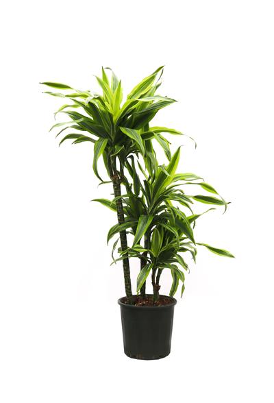 Dracena fragrans- 3 Gövdeli Kardeş Kanı60-80cm