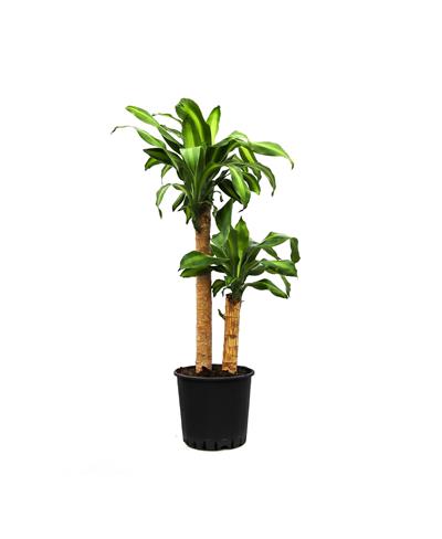 Dracena fragrans massangeana 2 gövdeli60-80cm