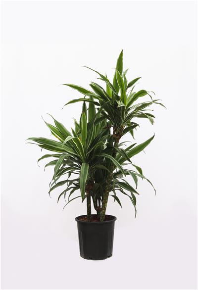Dracena fragrans silver 60-80cm