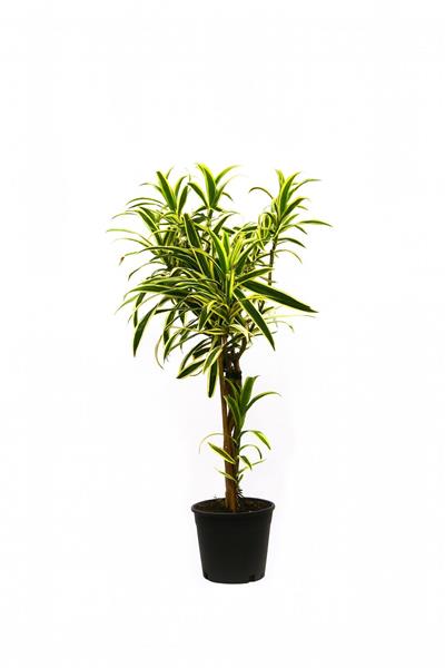 Dracena reflexa variegata 80-100CM