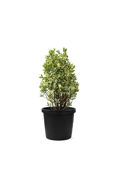 Euonymus japonicus bravo/Bravo Taflan