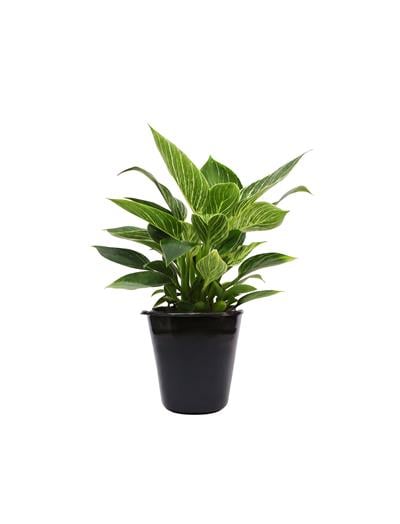 Philodendron Zebra 40-60 cm