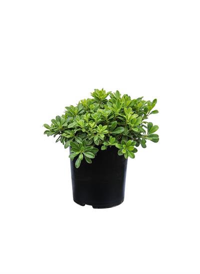 Pittosporum Tobira Nana/Bodur Yıldız Çalısı