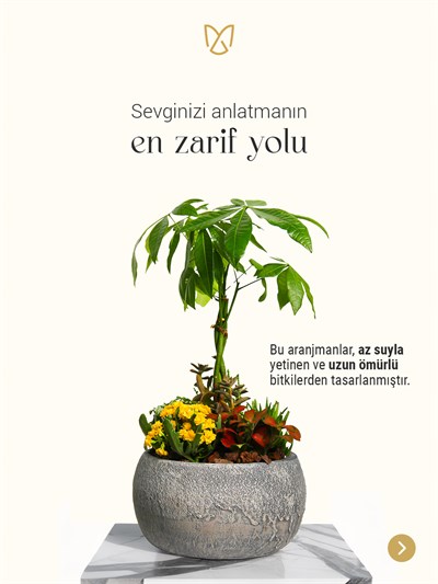 Premium Saksıda Özel Tasarım Bitki Aranjmanı