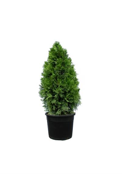 Thuja occidentalis smaragd/Batı Mazısı