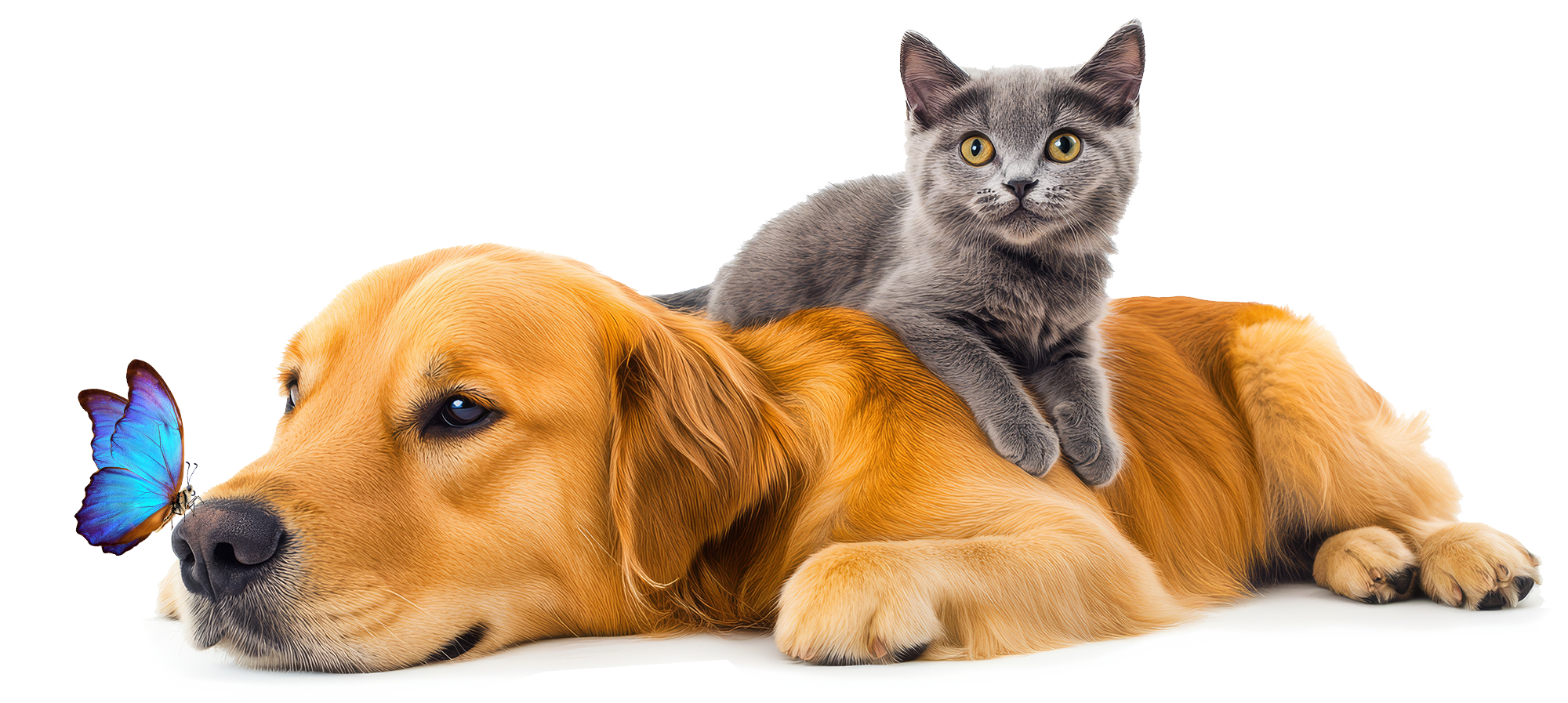 Köpek ve Kedi