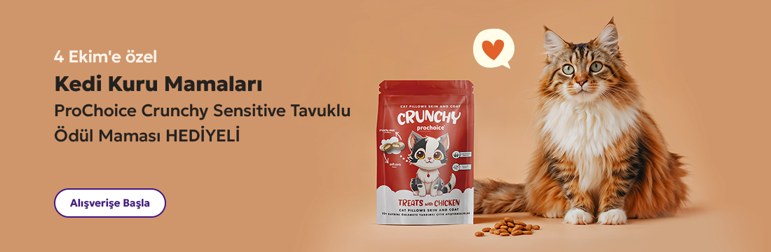 Kedi kuru mamaları 4 Ekim kampanyası Petuzzy