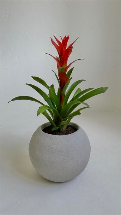 Küre Saksı 25 CM