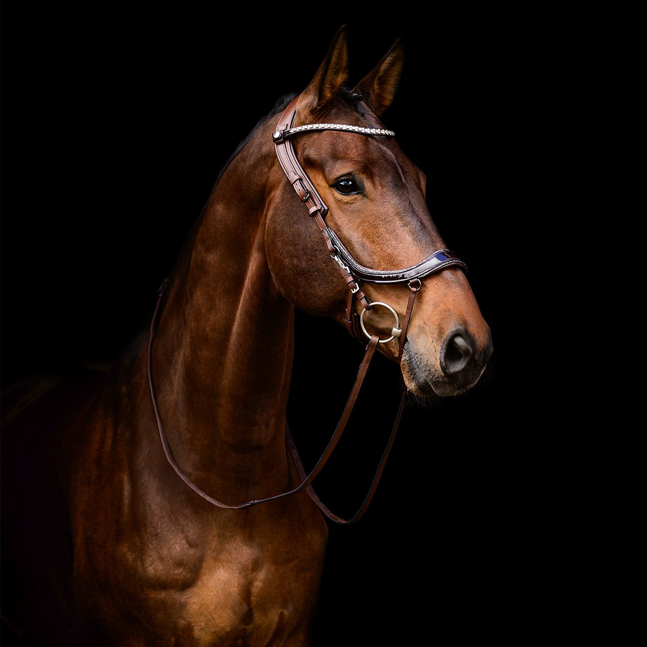 Presteq FaySport Anatomik Dizgin - Dizgin Binicilik