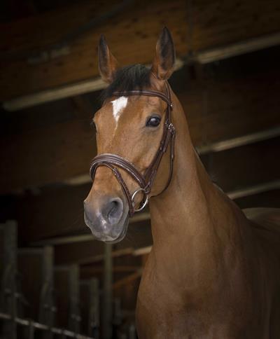 At Başlığı - Norton Pro - Rock