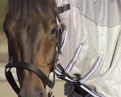 At Sineklik Örtüsü - Combo - Boyun Dahil