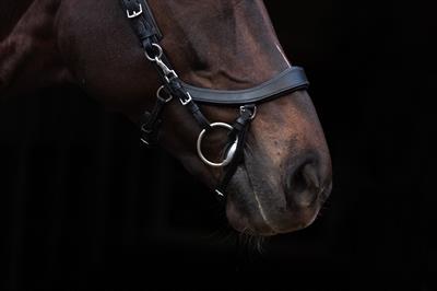 Elastik FaySport Kantarma Kayışı