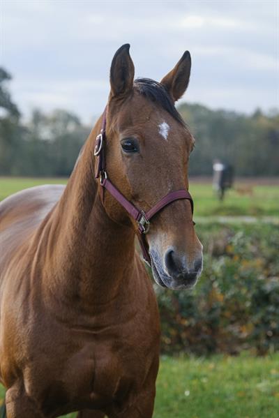 Equitheme Spring Naylon Yular