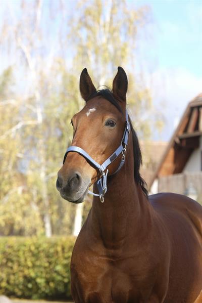 Equitheme Spring Naylon Yular