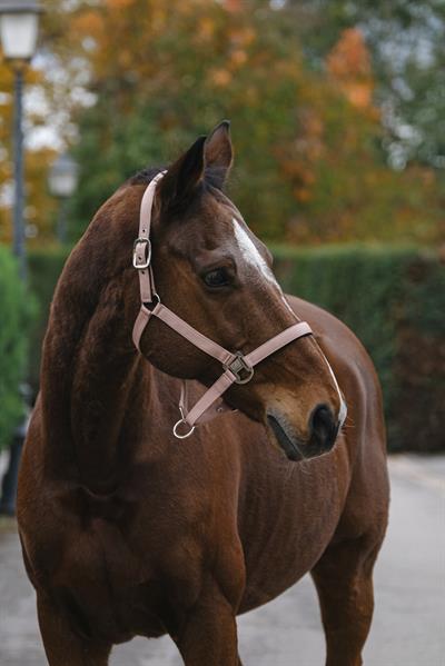 Equitheme Spring Naylon Yular