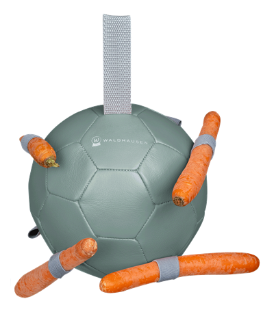 Havuç Topu - Waldhausen