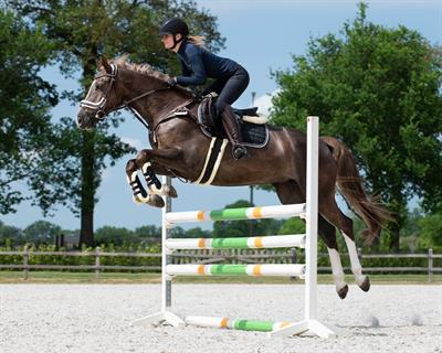Kolan Kayışı Ontario