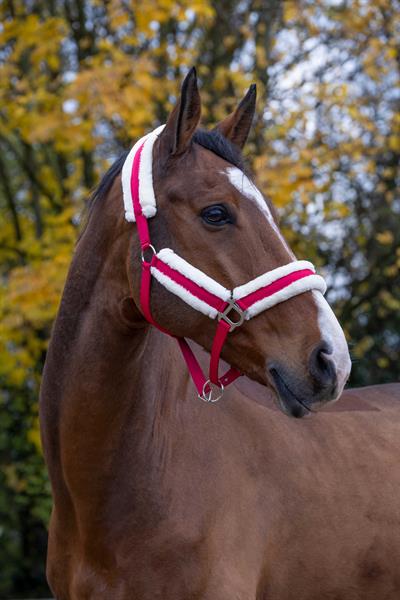 Norton Comfort Yular