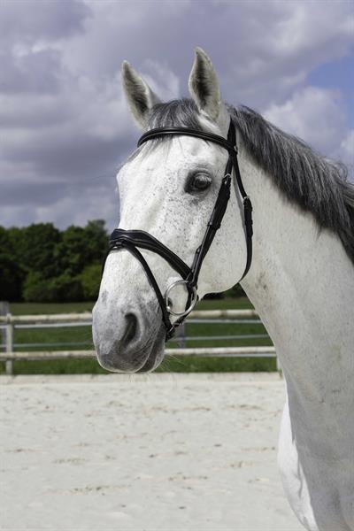 Norton Pro - Vague Başlık