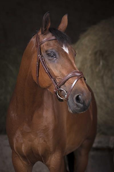 Norton Pro - Vague Başlık