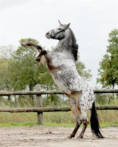 Unicorn Gökkuşağı Boynuzlu