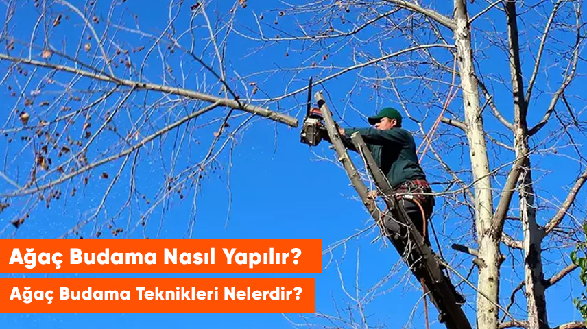 Ağaç Budama Nasıl Yapılır?