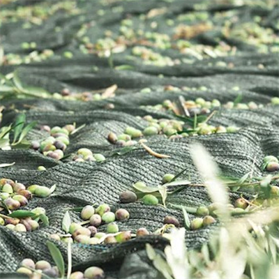 6 mt. x 4 mt. Zeytin Toplama Sergisi - 65gr. %75 Gölgelik File 1. Kalite / Dikişsiz