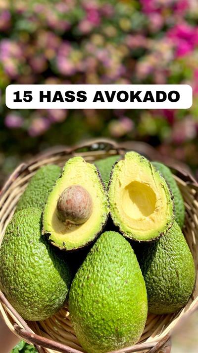15 HASS AVOKADO  (140 ve üzeri)