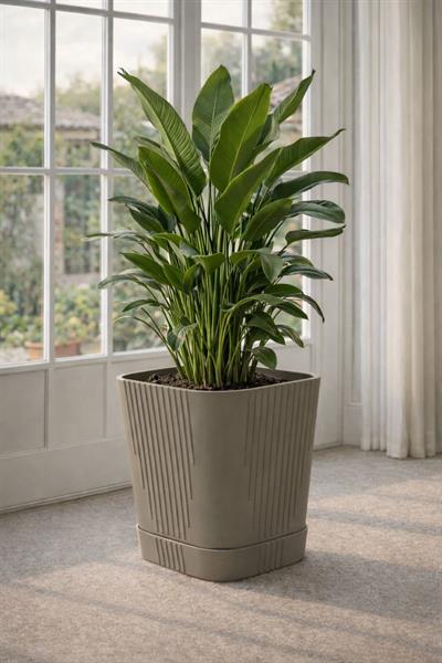 Serinova ZB05 Tabaklı Zambak Saksı 8,8 lt
