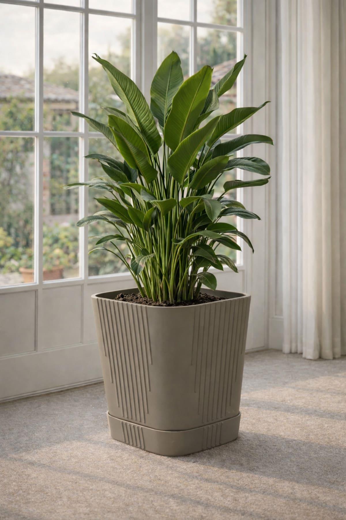 Serinova ZB05 Tabaklı Zambak Saksı 8,8 lt