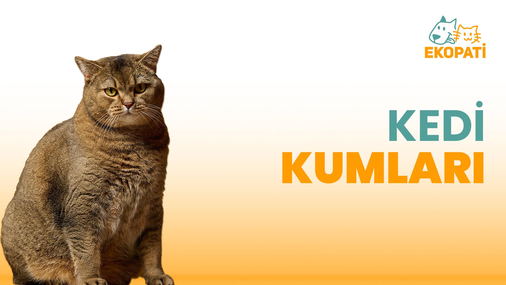 Kedi Kumları