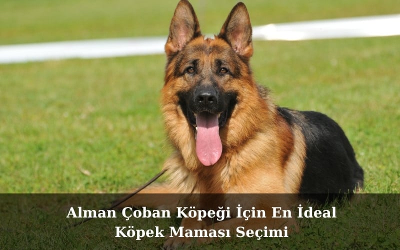 Alman Çoban Köpeği İçin En İdeal Köpek Maması Seçimi