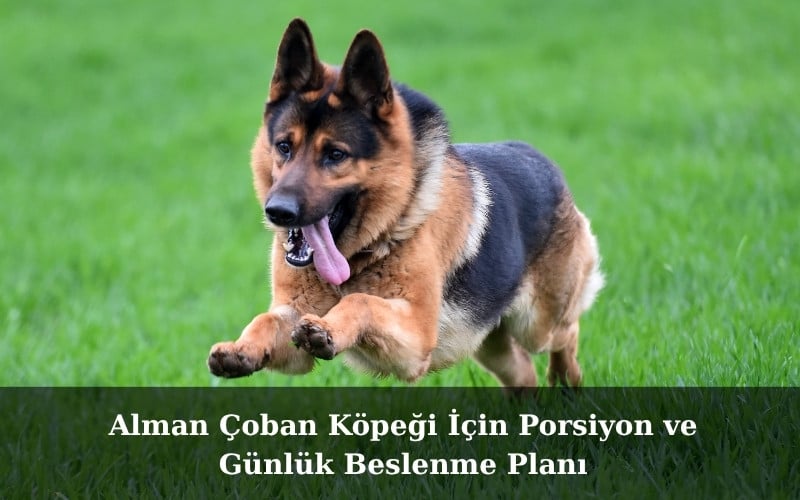 Alman Çoban Köpeği İçin Porsiyon ve Günlük Beslenme Planı
